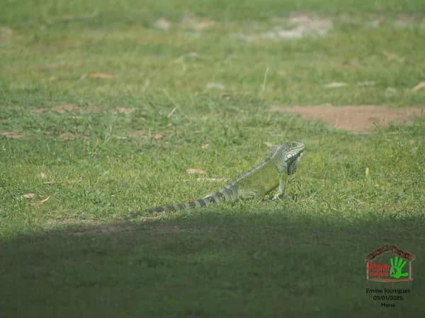 Iguane dans la savane