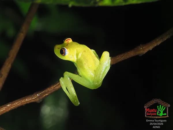 Rainette centrolène, amphibien guyanais